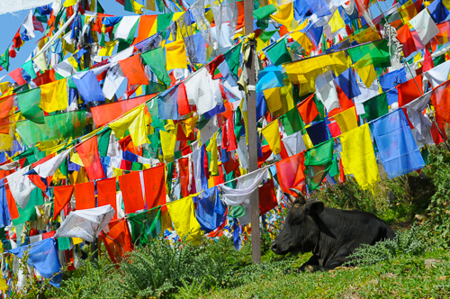 Drapeaux à prières à Dharamsala, Inde.